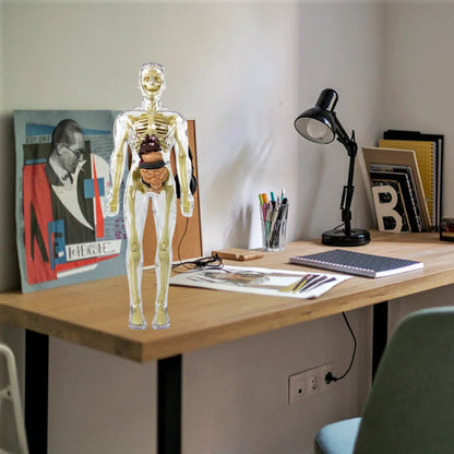 3D human body torso model for kids anatomy model skeleton