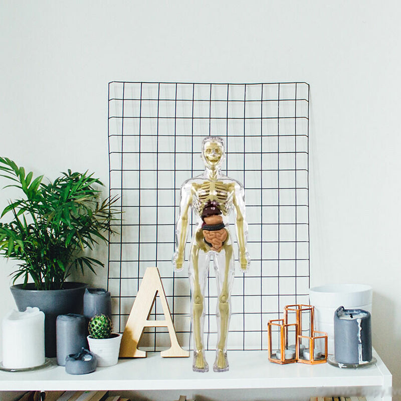 3D human body torso model for kids anatomy model skeleton